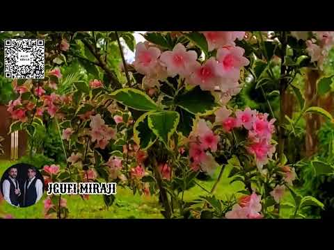 jgufi miraji - qrizantemebi / ჯგუფი მირაჟი - ქრიზანთემები #miraji #მირაჟი #ქრიზანთემები